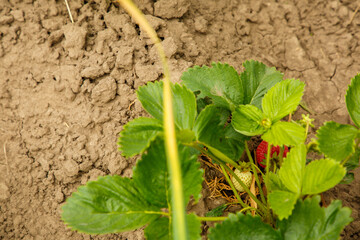 Strawberry beds with red berries, strawberry harvest, strawberry growing