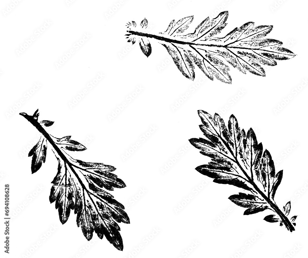 Sticker texture of leaf hand print on paper, leaf texture on a white background - botanical illustration