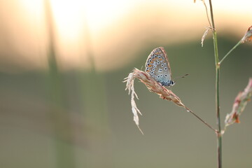 una farfalla comune blu al tramonto