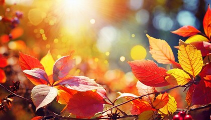 fall background autumn colorful leaves and sun flares