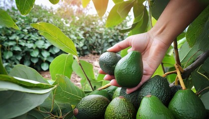 close up cropped hand picking avocado fruit