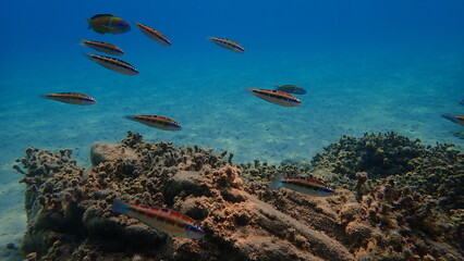 Ornate wrasse (Thalassoma pavo) undersea, Aegean Sea, Greece, Halkidiki
