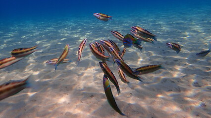 Ornate wrasse (Thalassoma pavo) undersea, Aegean Sea, Greece, Halkidiki
 - obrazy, fototapety, plakaty