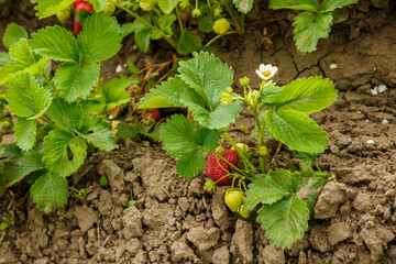 Strawberry beds with red berries, strawberry harvest, strawberry growing