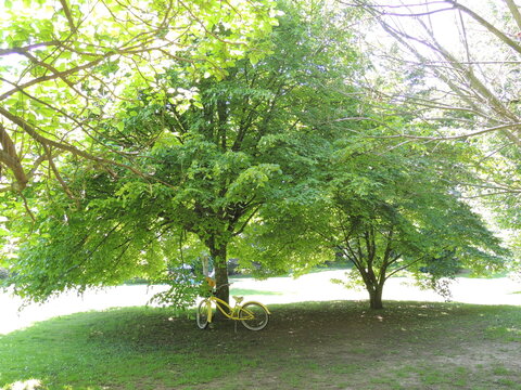 clyne gardens, sketty, swansea, south wales
Bog garden
Bluebell wood
Japanese bridge
Heather beds
Italian bridge
Wild flower meadow
Azalea gardens