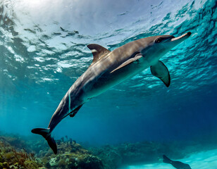 Naklejka premium Bottle-noseddolphin(Tursiopstruncatus)jumping in Caribbean Sea