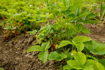 Strawberry beds with red berries, strawberry harvest, strawberry growing