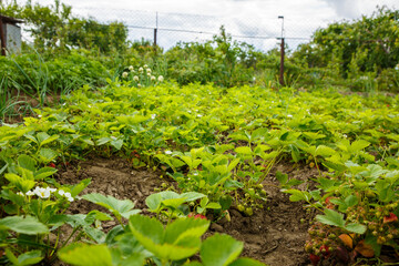 Fototapeta na wymiar Strawberry beds with red berries, strawberry harvest, strawberry growing