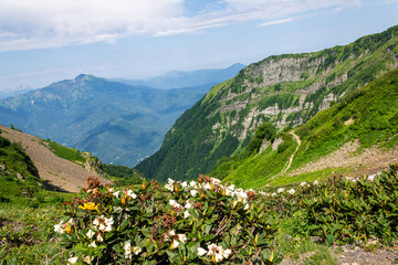 picturesque beautiful panorama view of the mountain gorge mountain ranges covered with greenery forests and snow against the background of the blue sky, Mountain flowers rhododendrons, hiking, tourist