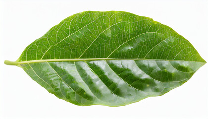 Obraz premium Passion fruit leaf isolated on white background with clipping path