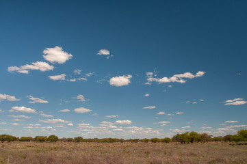Pampas tree landscape, La Pampa province, Patagonia, Argentina.