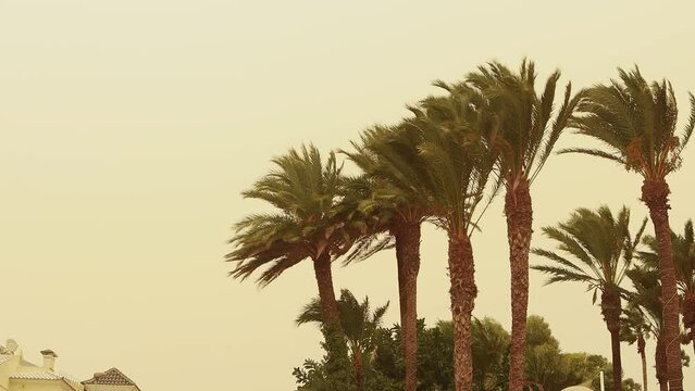Palmtree in strong wind before the beginning of a sandstorm