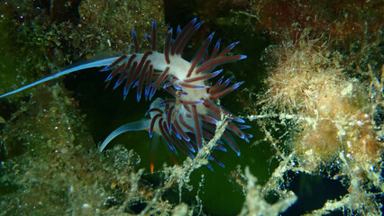 Sea slug pilgrim hervia (Cratena peregrina) extreme close-up undersea, Aegean Sea, Greece, Halkidiki