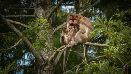 A Troop of Monkeys on a Tree Branch © Suresh