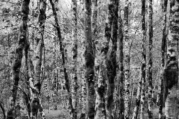 A black and white photo of a stand of birch tree trunks in the Hoh Rain Forest in the autumn