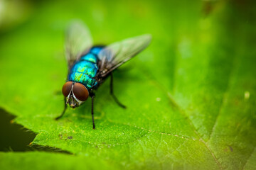 Macro of a housefly on a green leaf