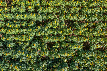 Aerial view of blooming sunflower field in summer.