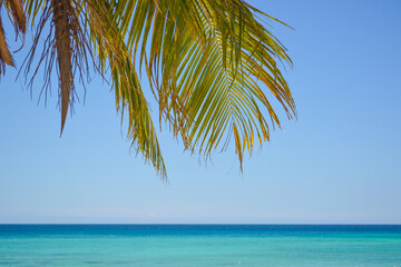 Coconut palm leaf against blue sea and beautiful beach tropical background. 