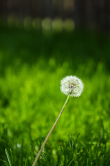 dandelion in grass
