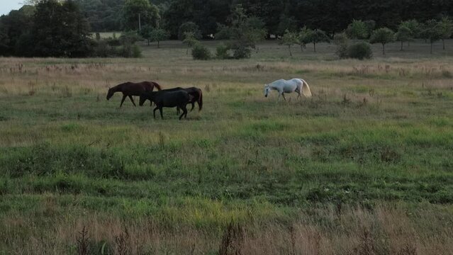 Horses eating grass in a field. Horse in the wild