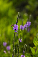 Obraz premium Bee on a purple flower 