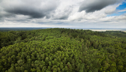 Fototapeta na wymiar Green forest under cloudy sky