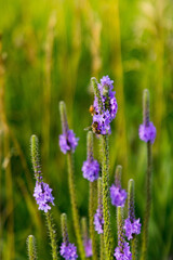 flowers in the field