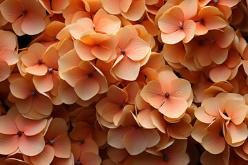 hydrangea inflorescences, peach fuzz background, color 2024. floral natural backdrop. flowers. - obrazy, fototapety, plakaty
