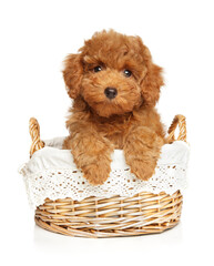 Poodle puppy sits in a wicker basket