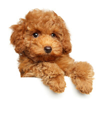Poodle puppy above banner,