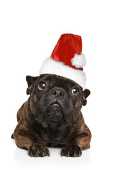 A French Bulldog puppy is lying on the floor wearing a red Santa hat