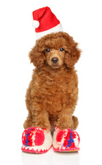 A toy poodle puppy dressed in Santa Claus slippers and hat