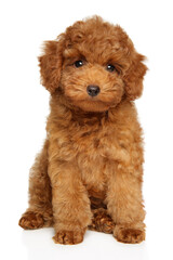 Toy Poodle puppy portrait on a white background