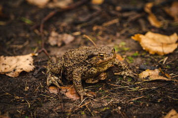 Toad