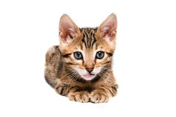 Obraz premium Bengal kitten