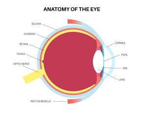 Eye anatomy poster