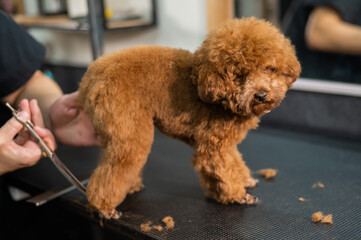 Woman trimming toy poodle with scissors in grooming salon. 