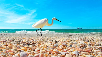 Door stickers Clearwater Beach, Florida White Egret on the beach, Rocks, Seashells on the beach, shells, Original photo by Christy Mandeville, Sand Key, Florida, Clearwater Beach, Florida