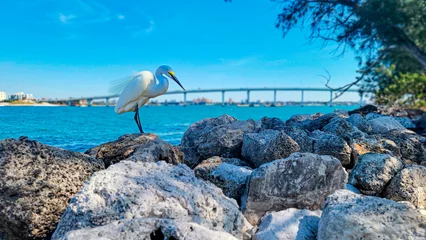 Fotobehang Clearwater Beach, Florida White egret, Original photo by Christy Mandeville, Sand Key, Florida, Clearwater Beach, Florida