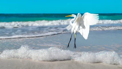 Rolgordijnen Clearwater Beach, Florida White egret, Original photo by Christy Mandeville, Sand Key, Florida, Clearwater Beach, Florida