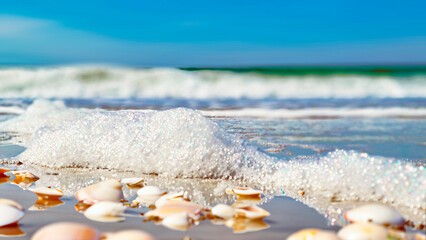 Seashells, Seashells on the beach, foam, Sand Key, Clearwater Beach, Florida, Original photo by Christy Mandeville
