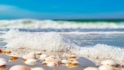 Foto op Plexiglas Clearwater Beach, Florida Seashells, Seashells on the beach, foam, Sand Key, Clearwater Beach, Florida, Original photo by Christy Mandeville