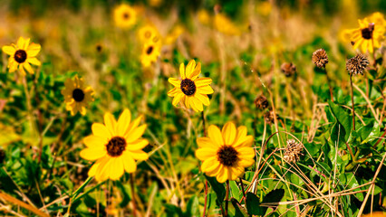 Field of Sunflowers, Field of Dune Sunflowers, Sand Key, Clearwater Beach, Florida, Original photo...