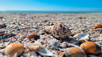 Seashells on the beach, Madeira Beach, Florida, Landscape, Original photo by Christy Mandeville