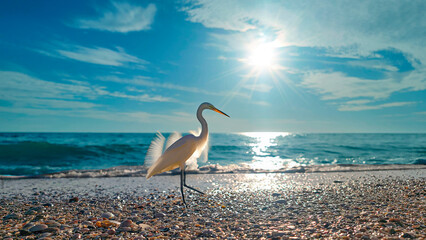 White egret, Original photo by Christy Mandeville, Madeira Beach, Florida