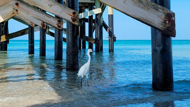 White egret, Original photo by Christy Mandeville, Redington Beach, Florida, La Contessa Pier