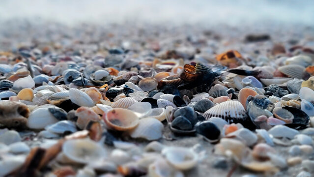 Sea shells, Shells, Beach, Original photo by Christy Mandeville, Madeira Beach, Florida