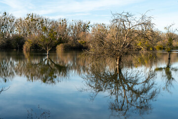 Hochwasser am Rhein in Südhessen