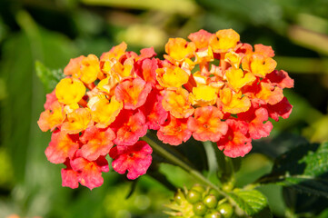 Elegance in Detail: Lantana Flower Up Close.