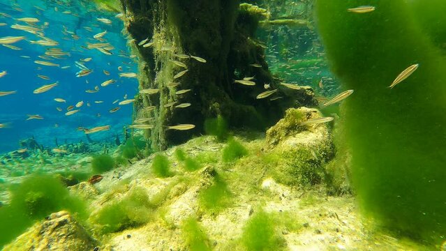 Econfina Springs Underwater 